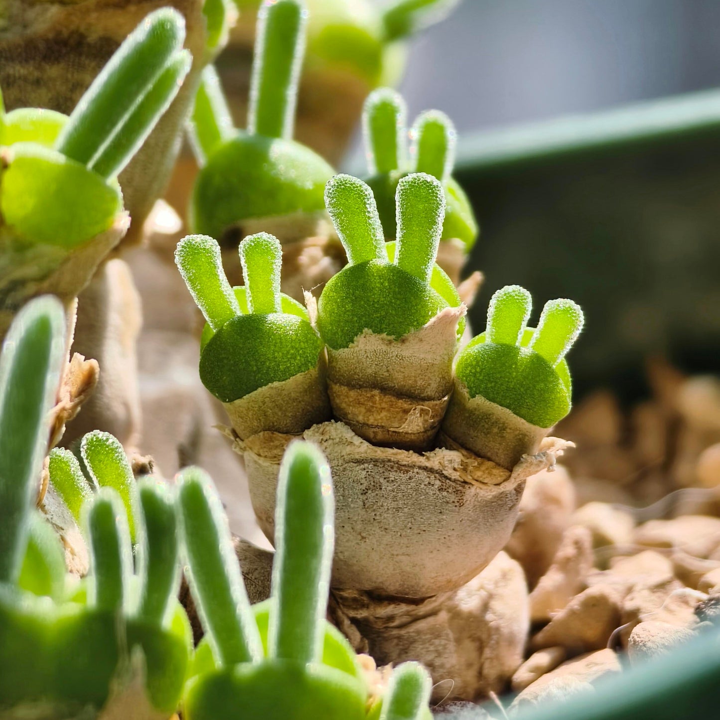 "Bunny Ear" Succulent Seeds
