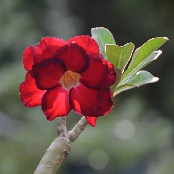 Red heart with black border desert Rose Seeds