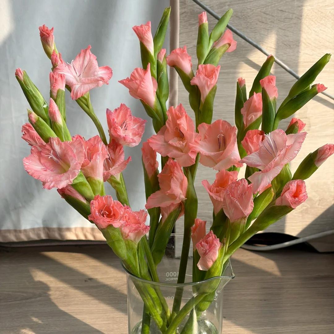 50% OFF🔥|Gladiolus Bulbs-Perennial Cut Flower, Long Blooming, Easy to Grow