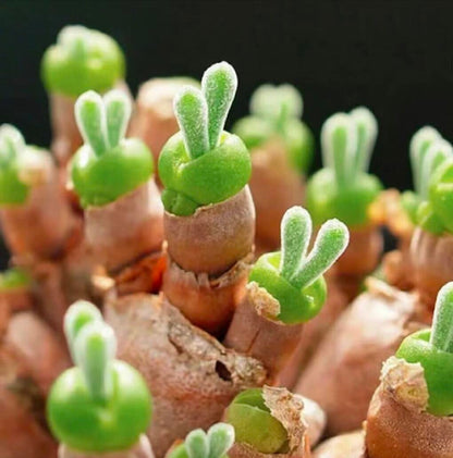 "Bunny Ear" Succulent Seeds