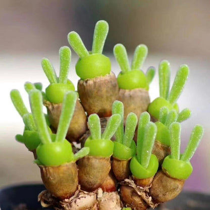 "Bunny Ear" Succulent Seeds