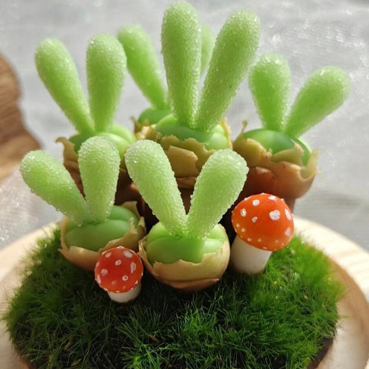 "Bunny Ear" Succulent Seeds