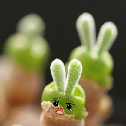 "Bunny Ear" Succulent Seeds