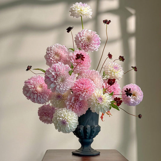 Bloom Dahlia Seeds – Transform Your Garden Into a Luxury Paradise 🌸