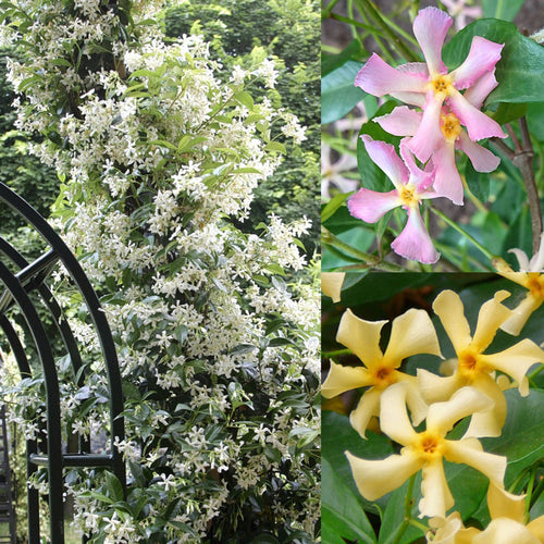 🌟Star Jasmine