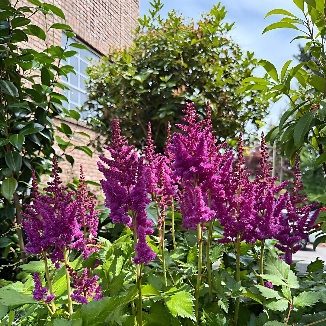 Astilbe Bulbs-Shade Loving Perennials