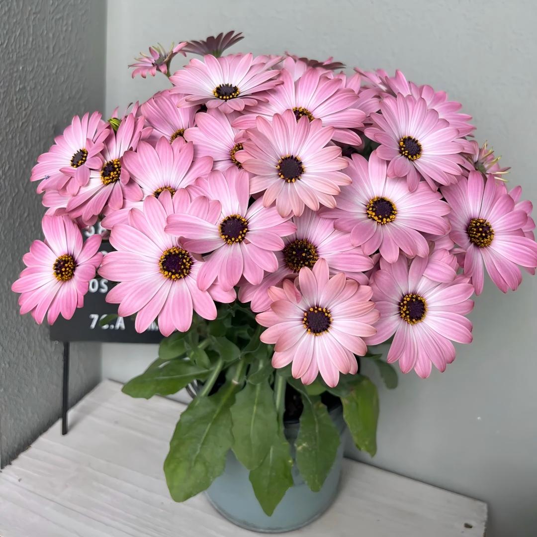 Africa Daisy Seeds-Drought-Proof Color Explosion