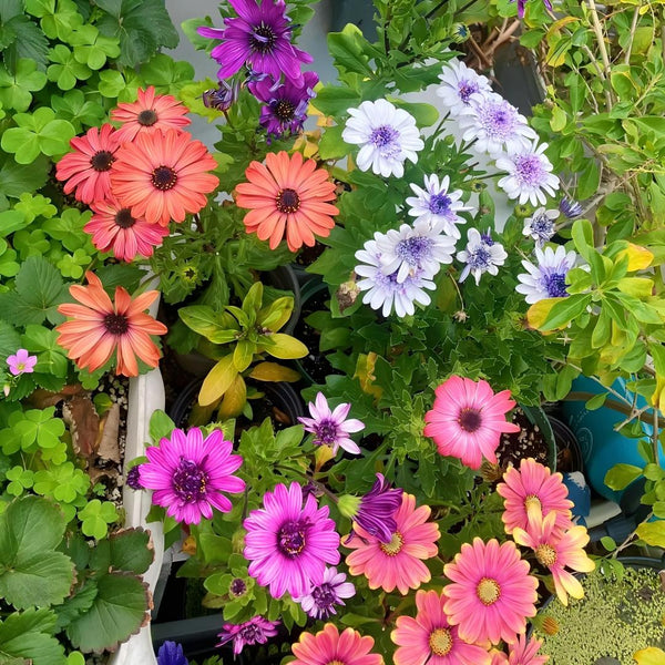 Africa Daisy Seeds-Drought-Proof Color Explosion
