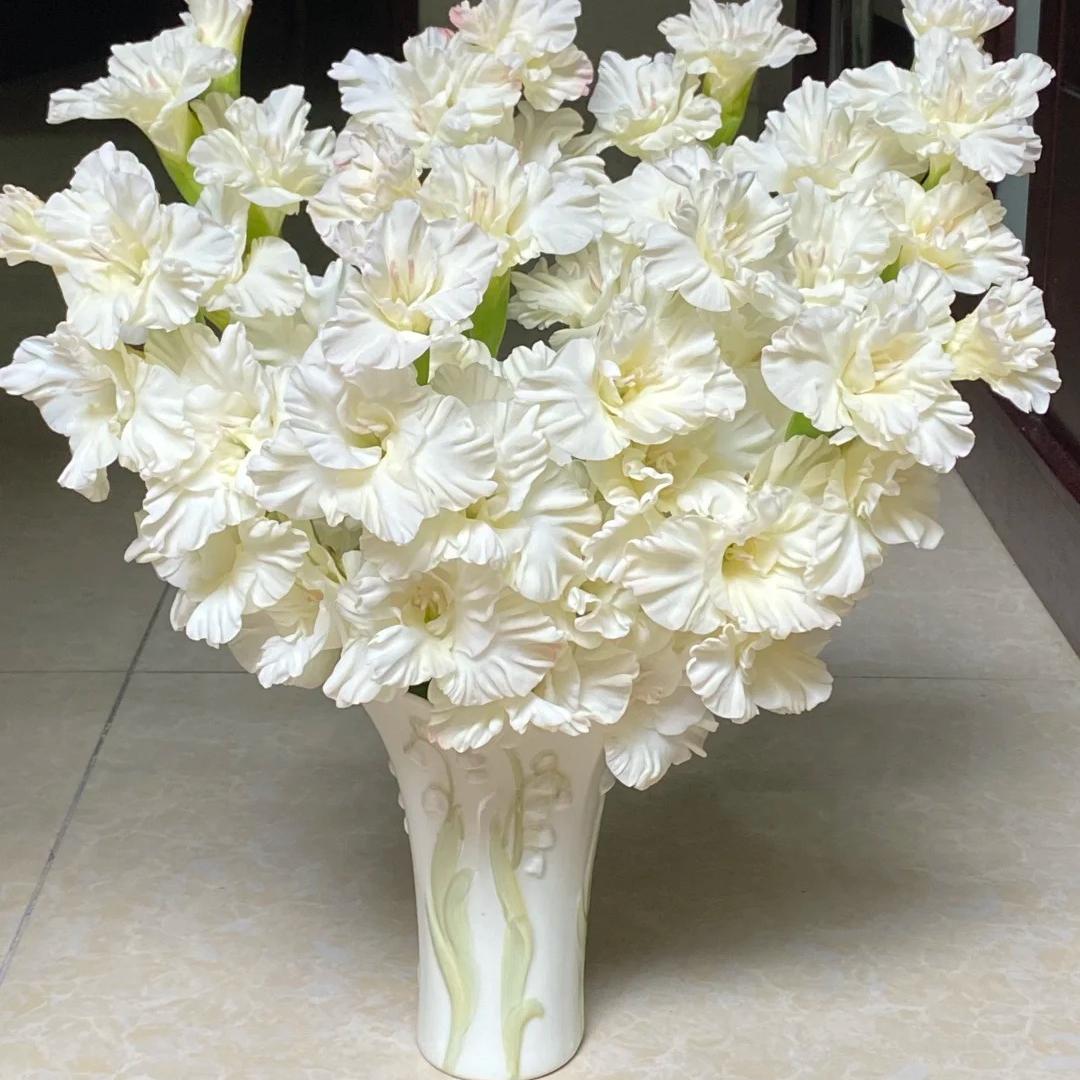 50% OFF🔥|Gladiolus Bulbs-Perennial Cut Flower, Long Blooming, Easy to Grow