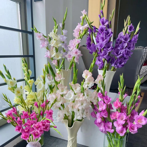 50% OFF🔥|Gladiolus Bulbs-Perennial Cut Flower, Long Blooming, Easy to Grow