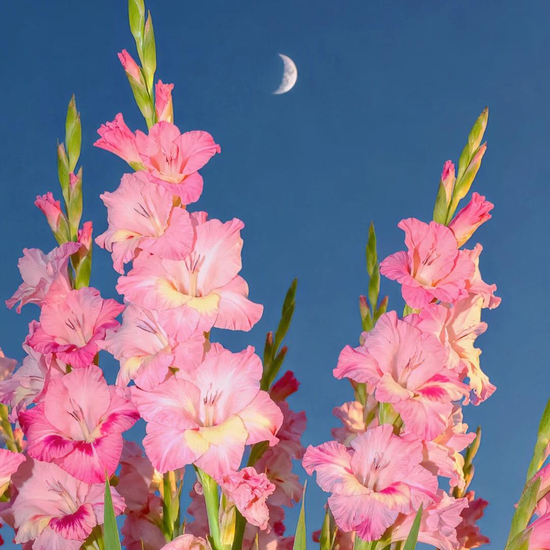 50% OFF🔥|Gladiolus Bulbs-Perennial Cut Flower, Long Blooming, Easy to Grow