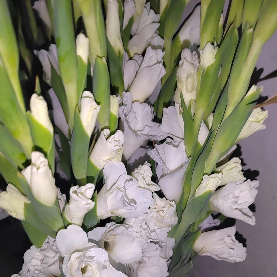 50% OFF🔥|Gladiolus Bulbs-Perennial Cut Flower, Long Blooming, Easy to Grow