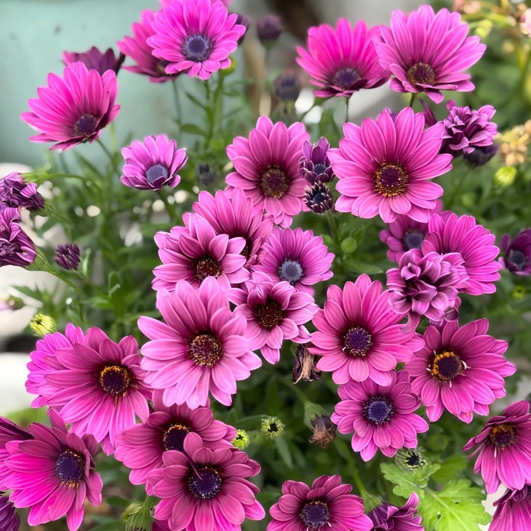 Africa Daisy Seeds-Drought-Proof Color Explosion