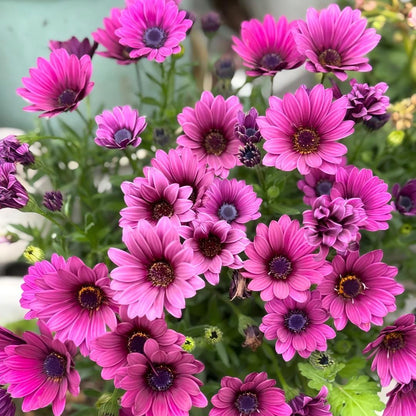 Africa Daisy Seeds-Drought-Proof Color Explosion