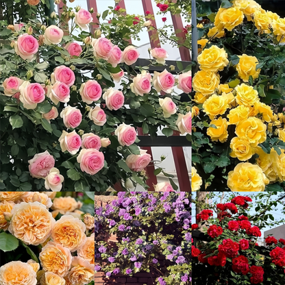 [ Repeat Blooming]🌹Climbing Rose Seeds - Luck Rises