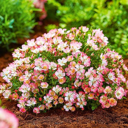 Alpin-Rose