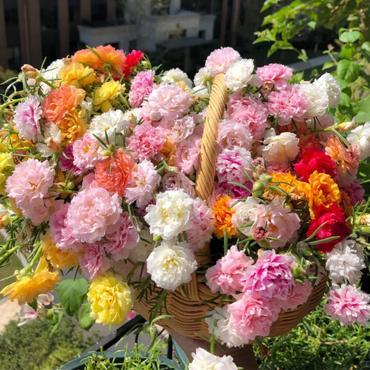 10000 Pcs Muti-color Double Petal Sun Flower Seeds