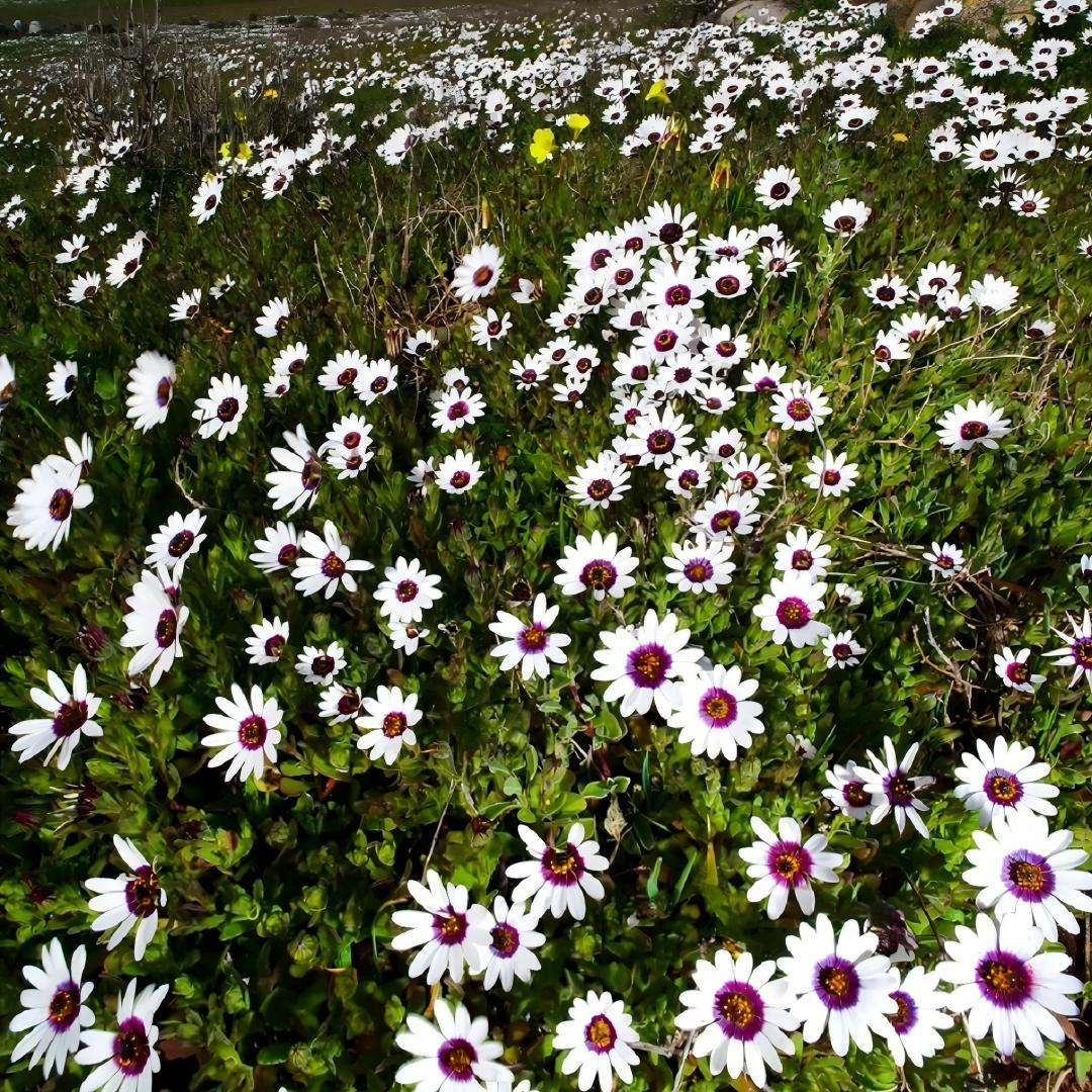 Africa Daisy Seeds-Drought-Proof Color Explosion