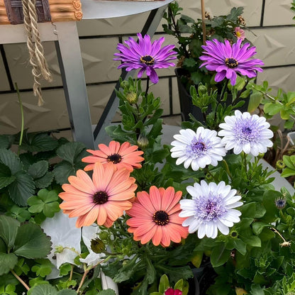 Africa Daisy Seeds-Drought-Proof Color Explosion