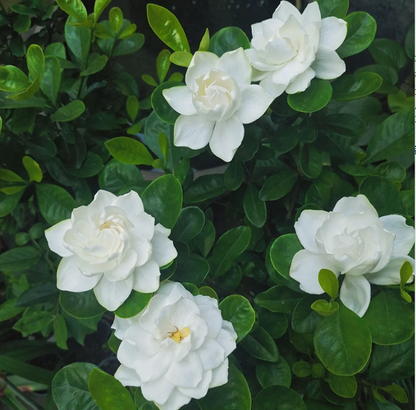 Large Gardenia Seeds