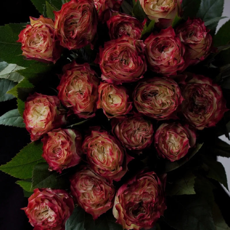 Rare Multi-color Roses-Apple Jack Seeds