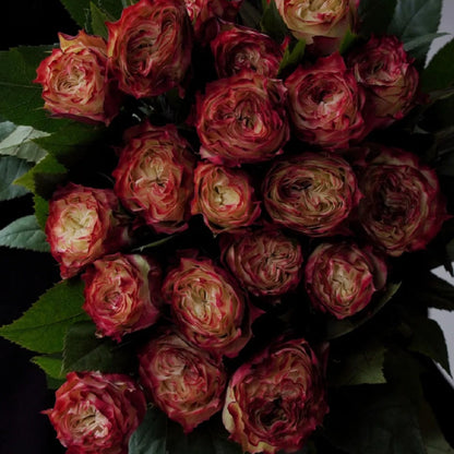 Rare Multi-color Roses-Apple Jack Seeds