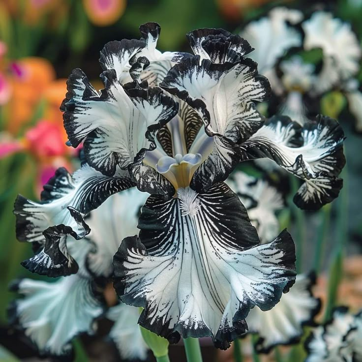 Enchanted Mirage-Rare Iris Bulbs⚜️