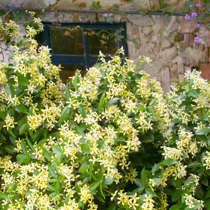 🌟Star Jasmine