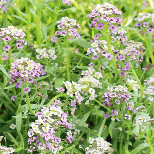 50Pcs Alyssum Seeds, Pastel Carpet