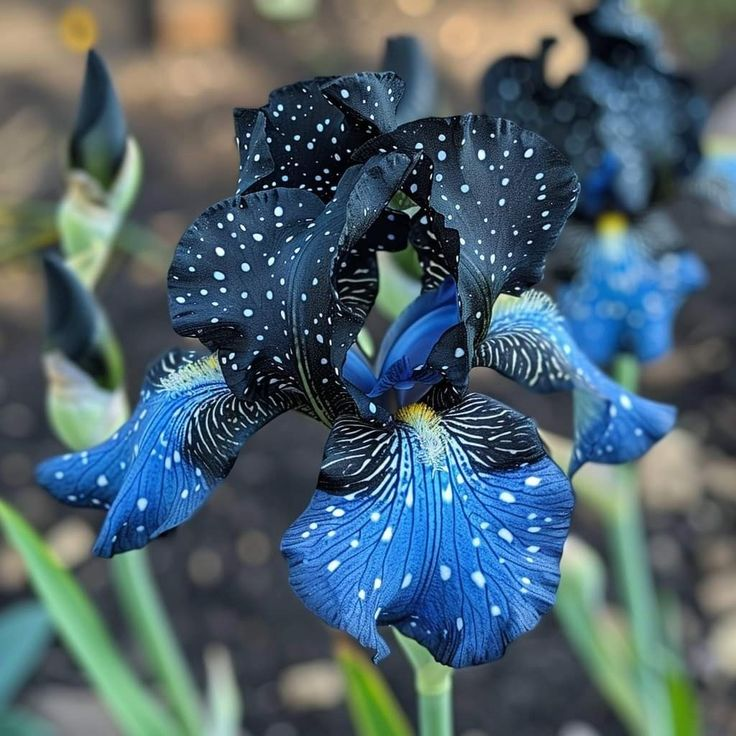Pink Panther-Rare Iris Bulbs⚜️