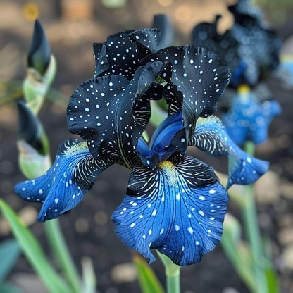 Sapphire Spark-Rare Iris Bulbs⚜️