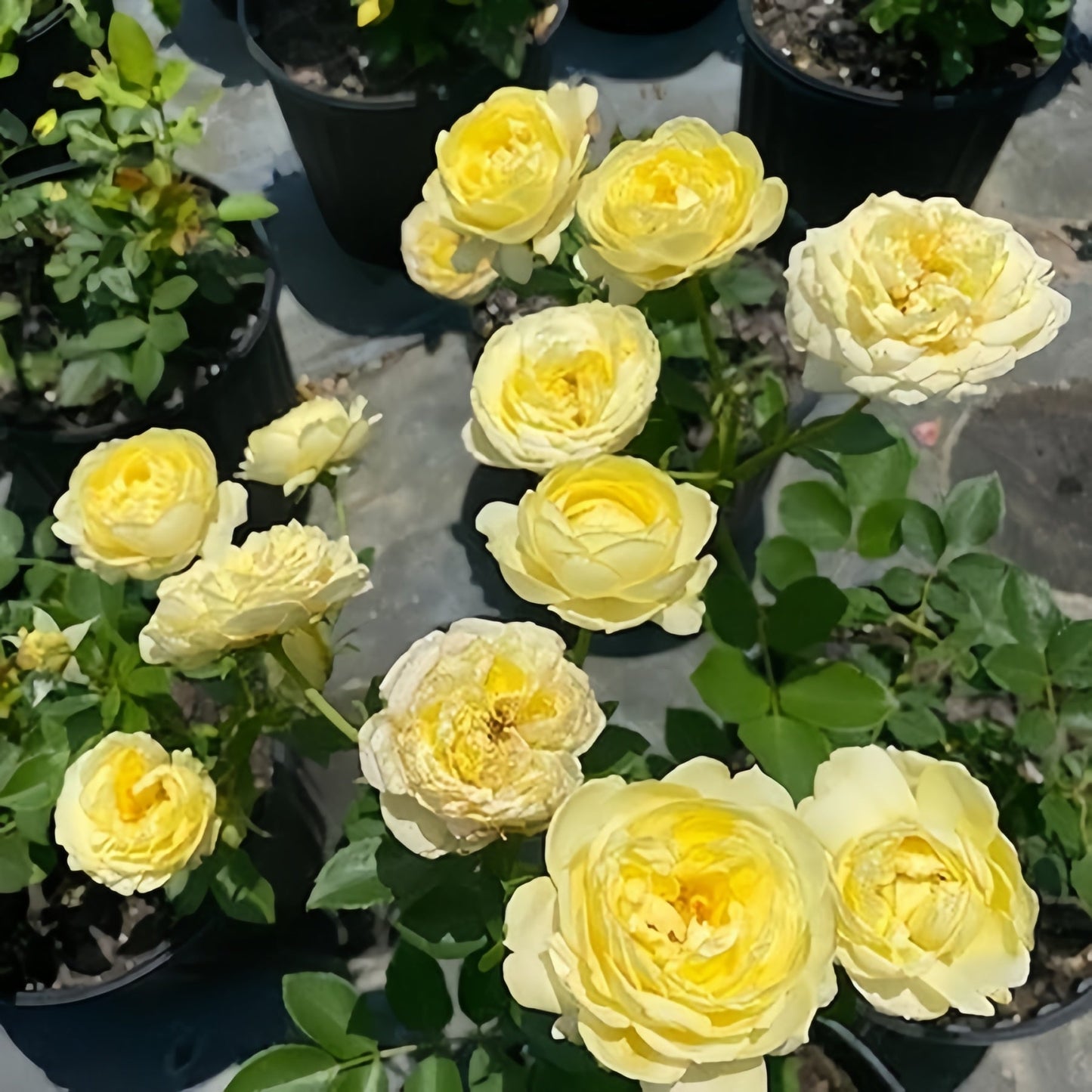 [ Repeat Blooming]🌹Climbing Rose Seeds - Luck Rises