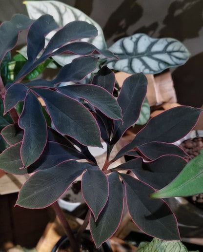 20 Pcs Tricyrtis Hirta Seeds