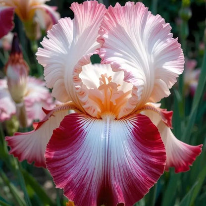 Stardust Snow-Rare Iris Bulbs⚜️
