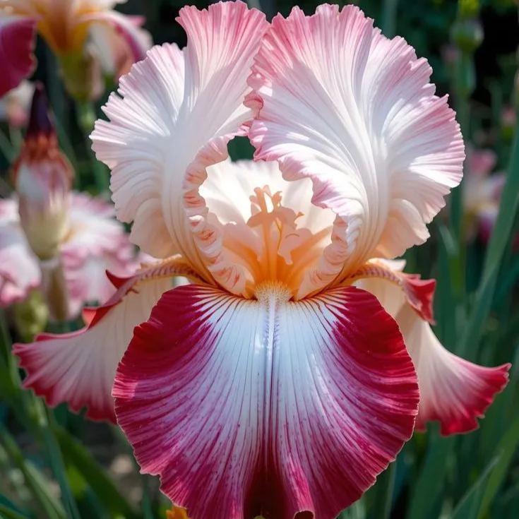 Inferno Eclipse-Rare Iris Bulbs⚜️