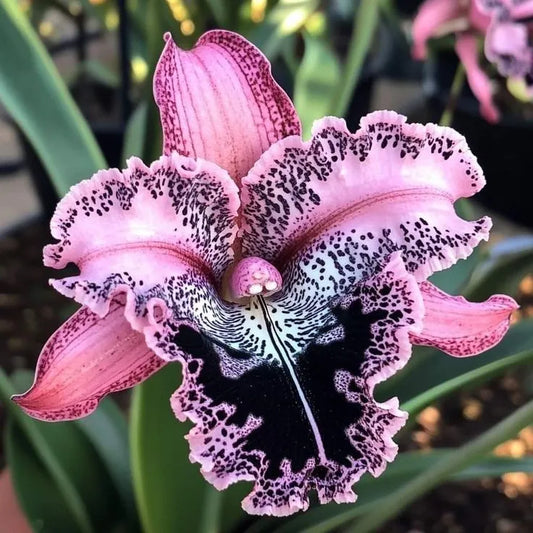 🔥[Limited Time Sale]🌺Iris Bulbs - Rare Species(#18)