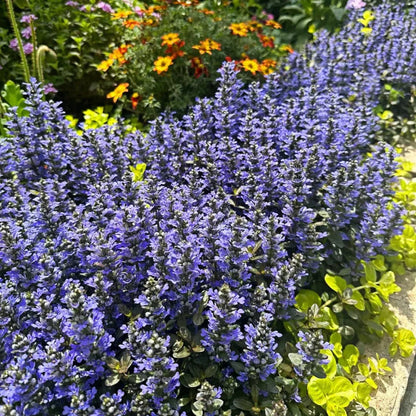 Ajuga Seeds🌈Wonderful Groundcover