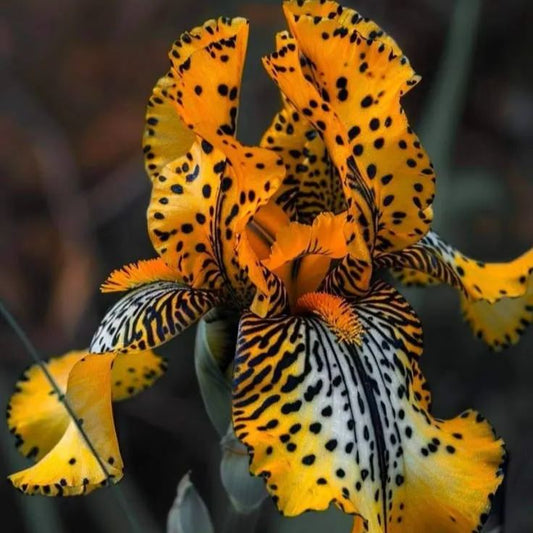 Yellow Amber-Rare Iris Bulbs⚜️