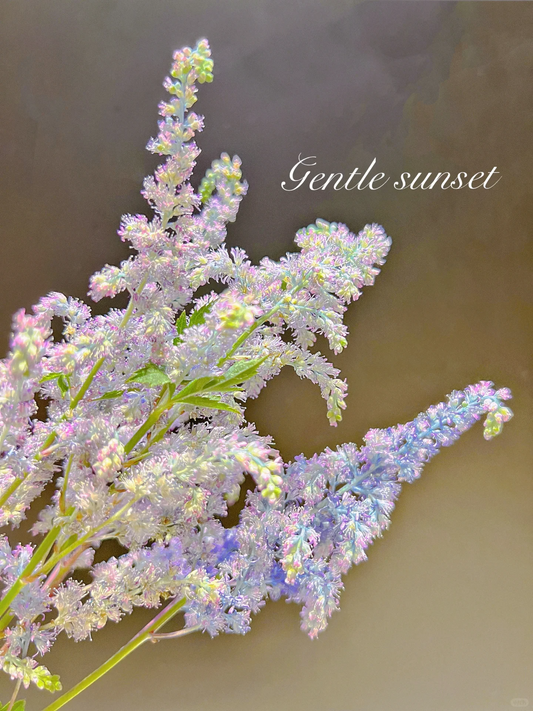 Astilbe Chinensis Seeds-Light Blue