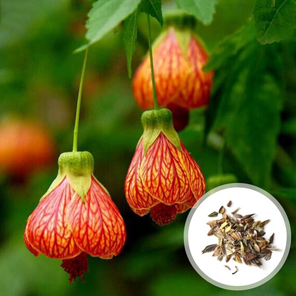 Abutilon Pictum Seeds