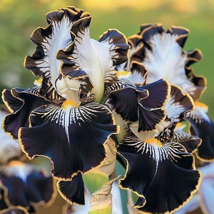 Onyx Shadow-Rare Iris Bulbs⚜️