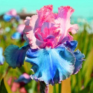 Enchanted Mirage-Rare Iris Bulbs⚜️