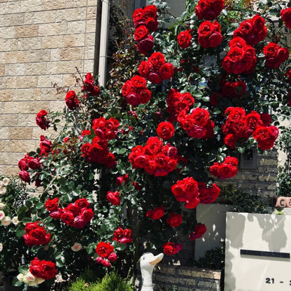 Florentina Arborose Seeds