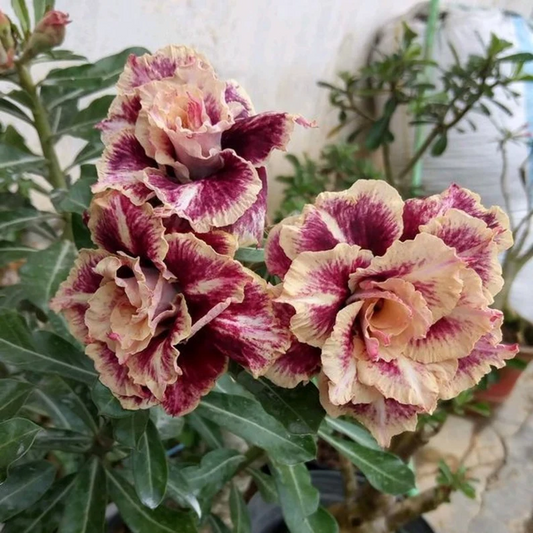 Desert Rose -- Brown Pink