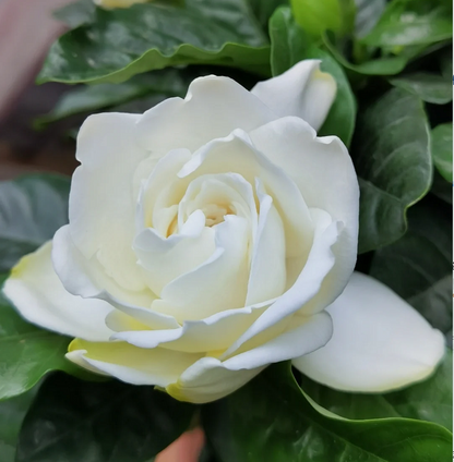 Large Gardenia Seeds