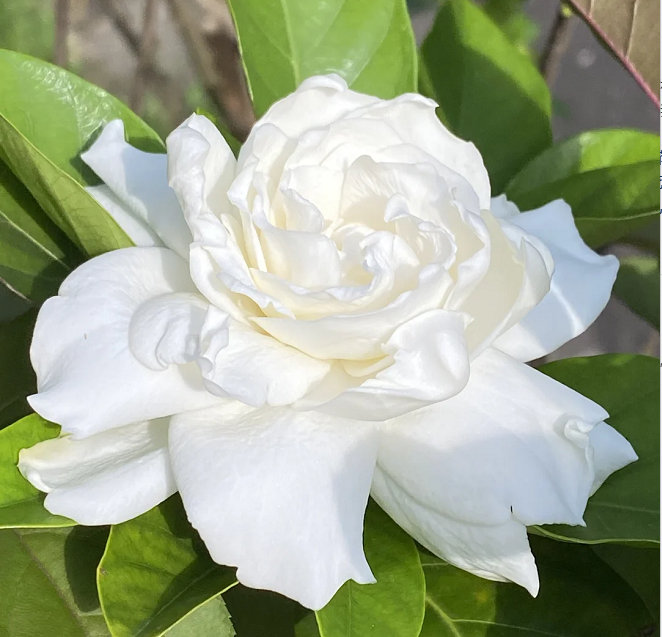 Large Gardenia Seeds