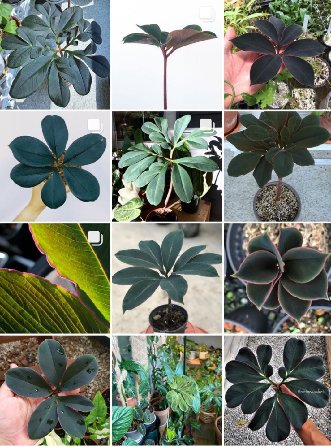 20 Pcs Tricyrtis Hirta Seeds