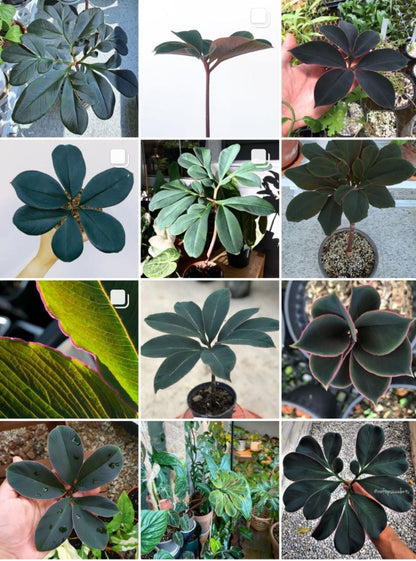 20 Pcs Tricyrtis Hirta Seeds