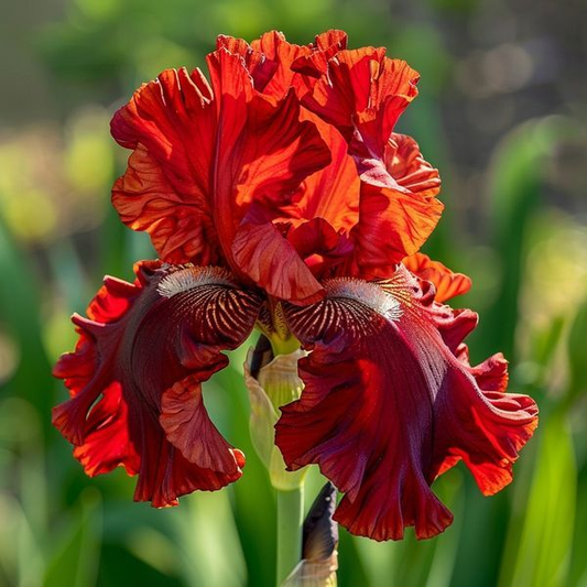 Crimson Crest-Rare Iris Bulbs⚜️