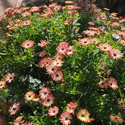 Africa Daisy Seeds-Drought-Proof Color Explosion